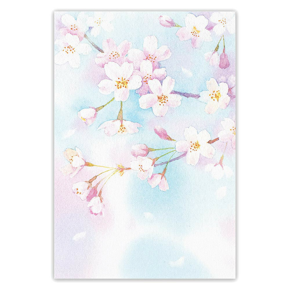 News of Cherry Blossoms - NB.co postcard
