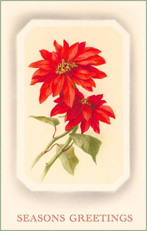 Seasons Greetings, Poinsettias - Vintage Image, Found Image Postcard