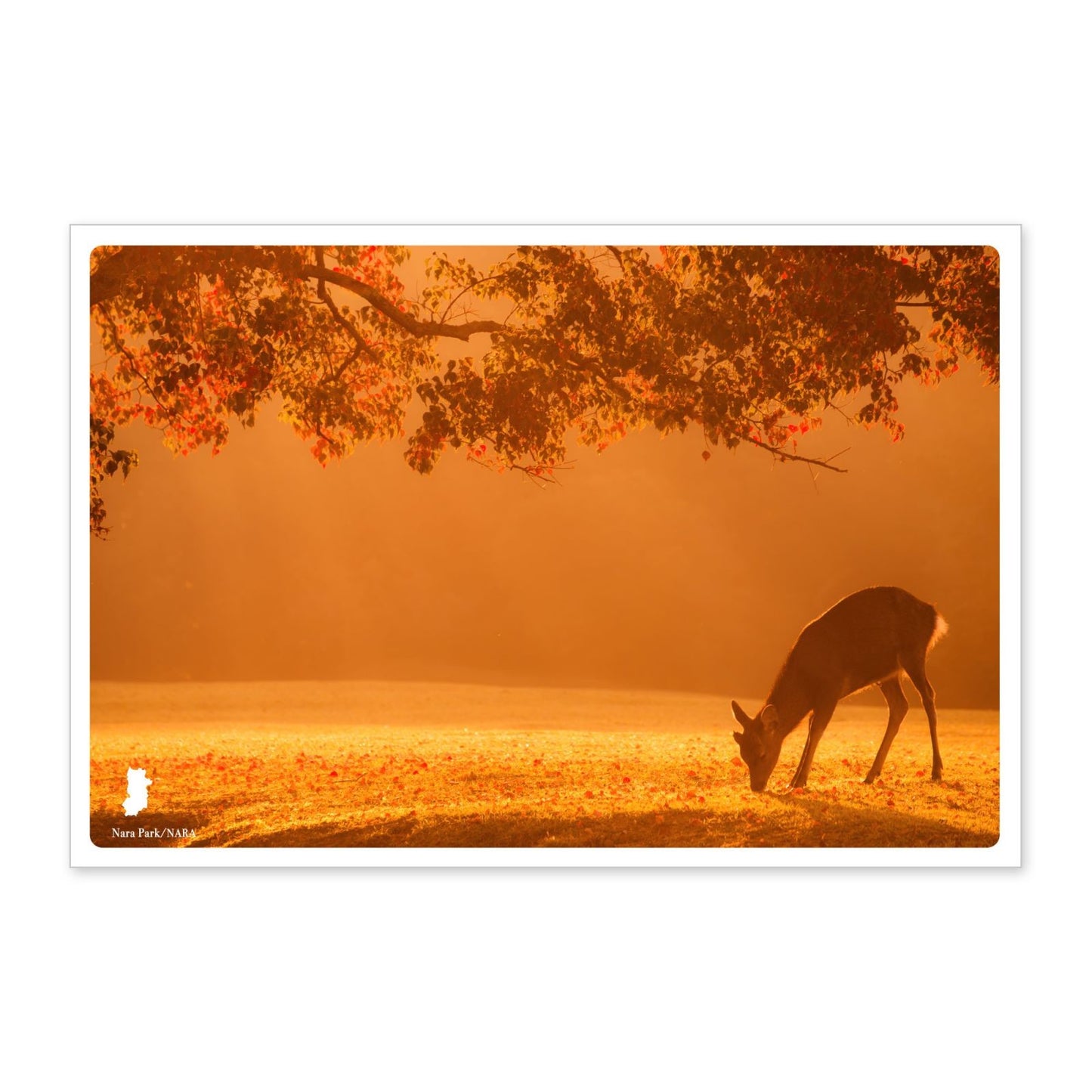 Nara Park,deer