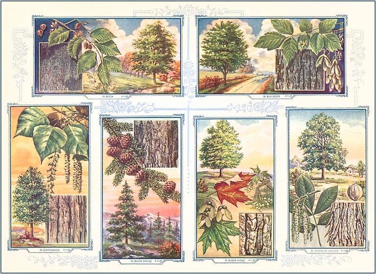 Tree Identification - Found Image postcard