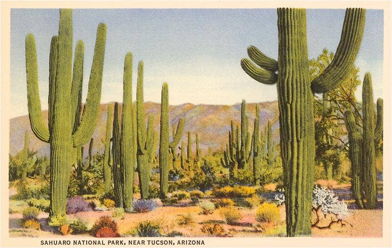 Saguaro National Park, Tucson - Found Image postcard