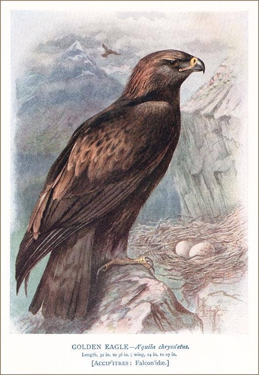Golden Eagle with Nest - Found Image postcard