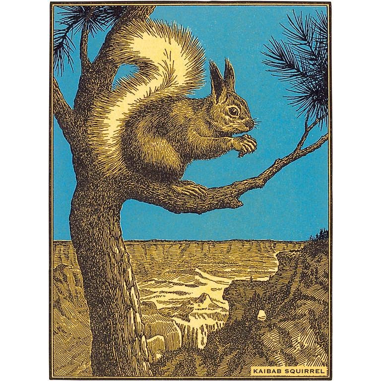 Kaibab Squirrel - Found Image postcard