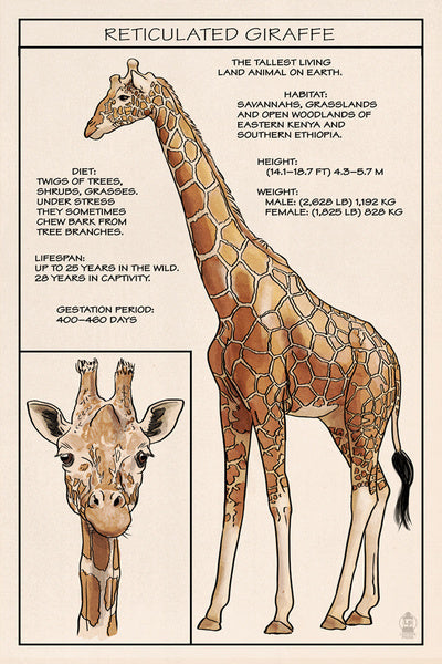 Giraffe - Technical - Lantern Press Postcard
