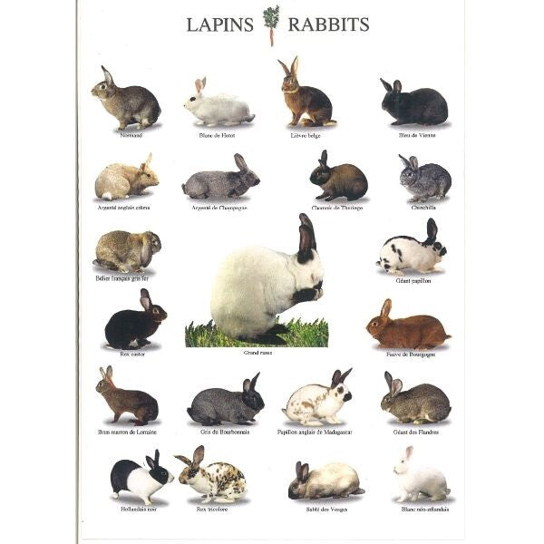 Rabbits, LAPINS