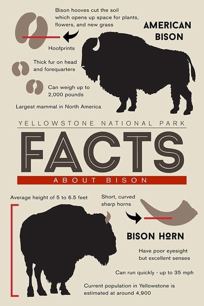Yellowstone National Park - Facts About Bison- Lantern Press Postcard