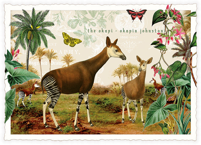 Okapi - PK1263