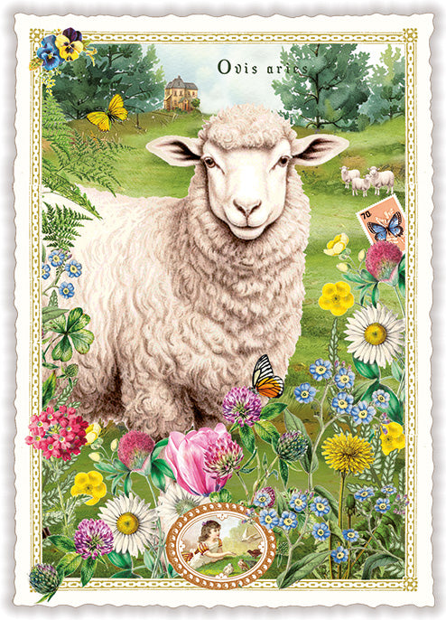Schaf (Sheep) - PK1318