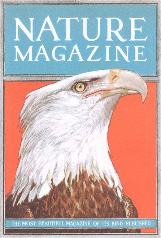 Nature Magazine Cover with Bald Eagle - Found Image postcard
