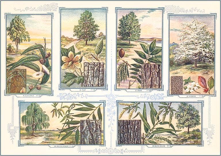 Tree Identification - Found Image postcard