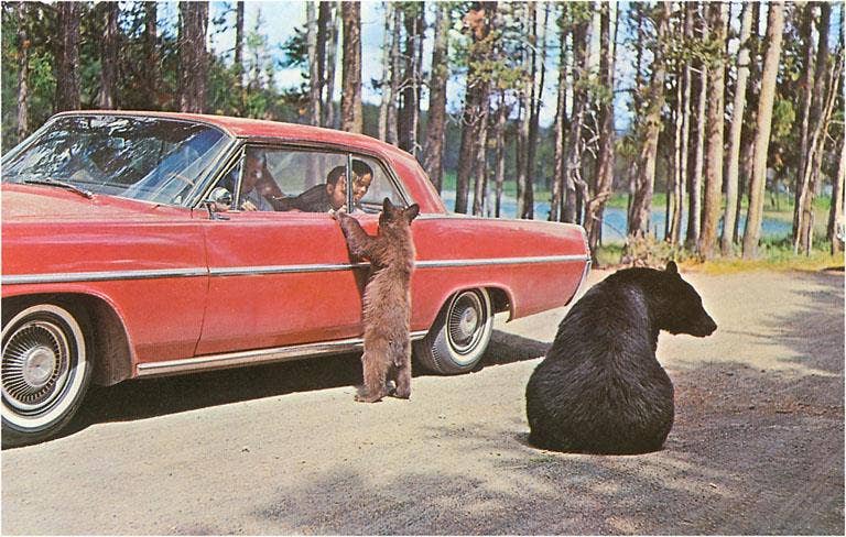 Bears Begging at Car - Found Image postcard