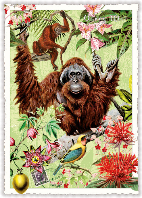 Orangutan - Wildlife-Edition - PK1122