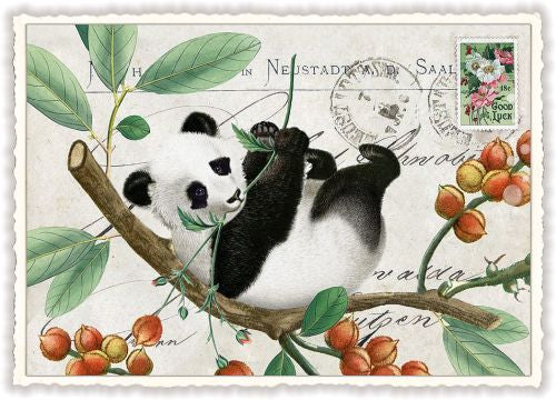 Panda - PK794