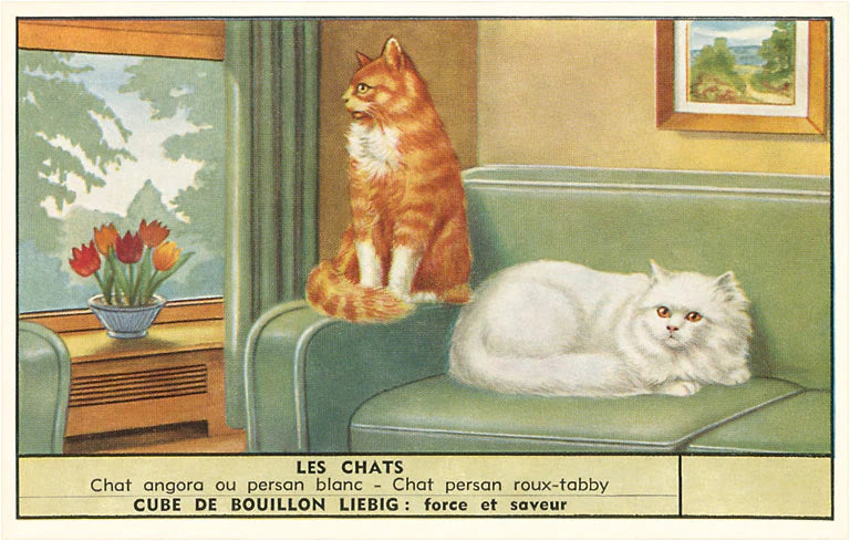 Exotic Cats - Vintage Image - Found Image postcard