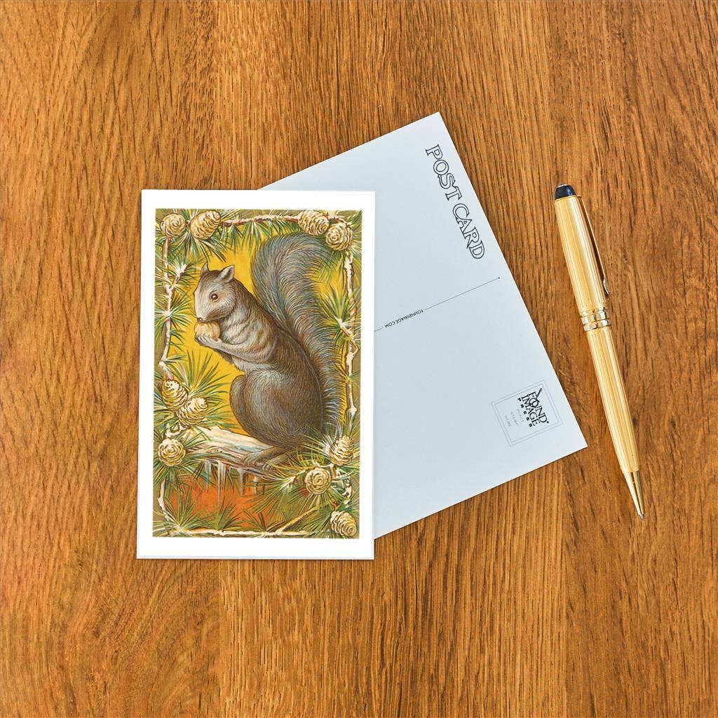 Squirrel in Pine Cones - Found Image postcard