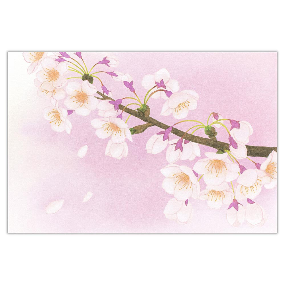 Cherry Blossom - NB.co postcard