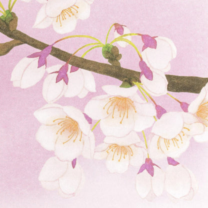 Cherry Blossom - NB.co postcard