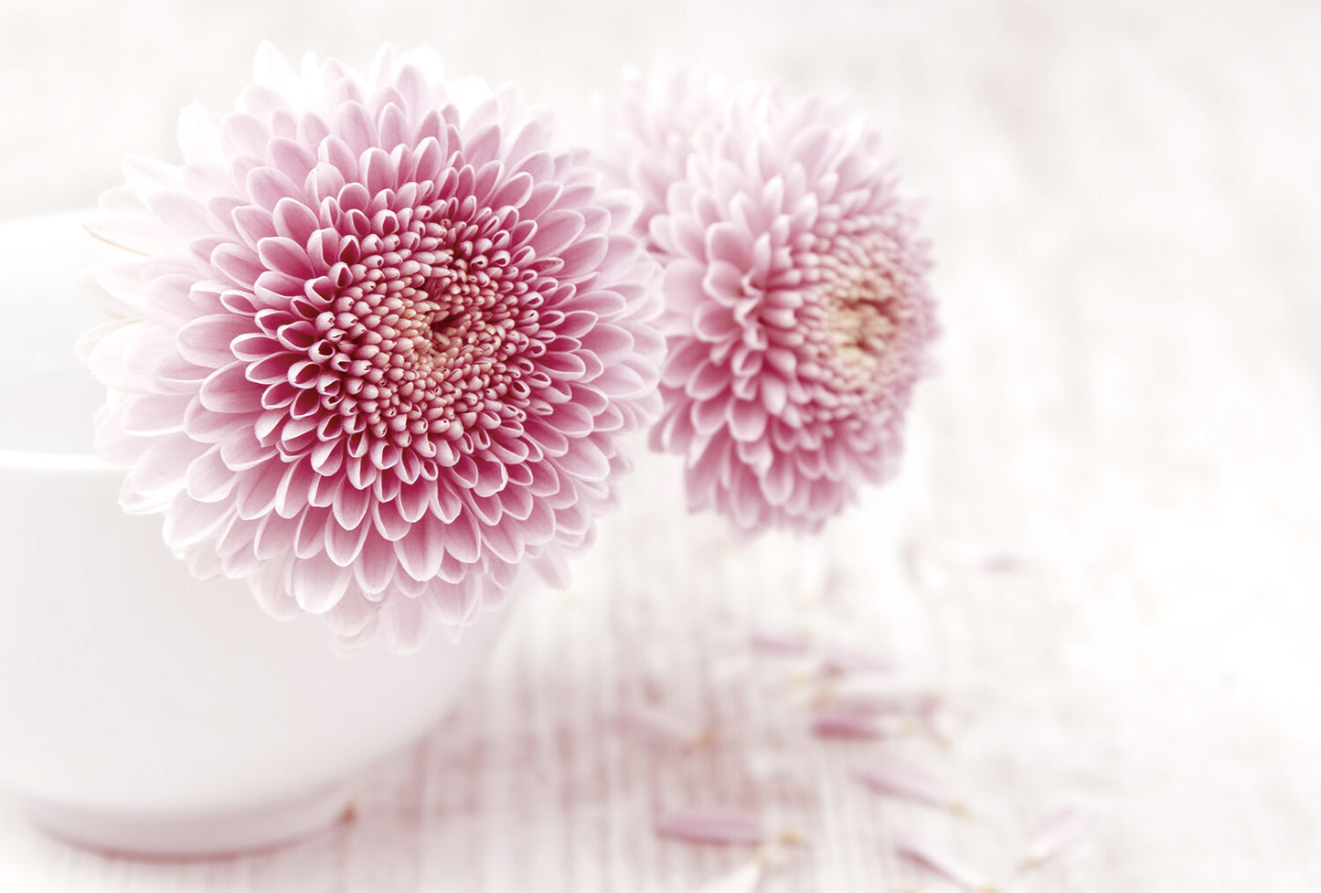 Dahlia and vase - Frontia postcard