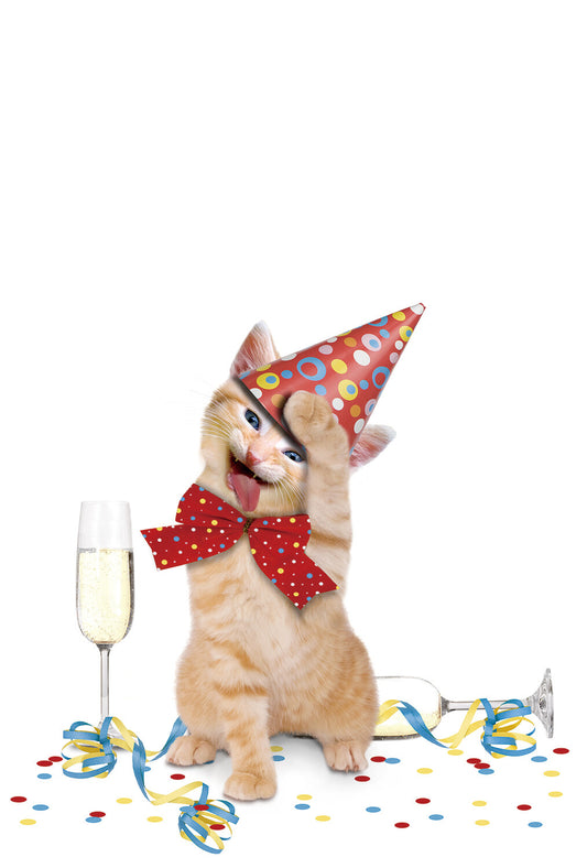 Party Cat - Frontia postcard