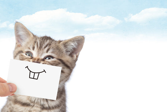 cat with front teeth - Frontia postcard