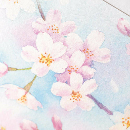 News of Cherry Blossoms - NB.co postcard