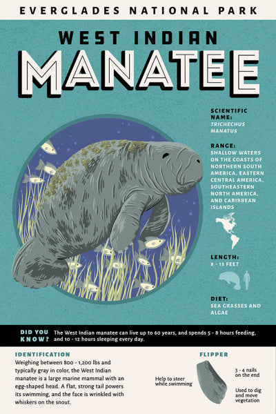 Everglades National Park - Facts About Manatees - Updated - Lantern Press Postcard