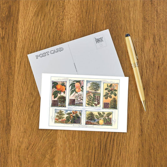 Tree Identification - Found Image postcard