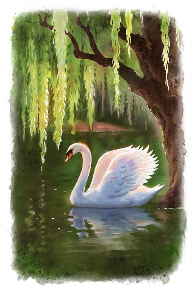 Swan & Willows - Watercolor -  LanternPress Postcard