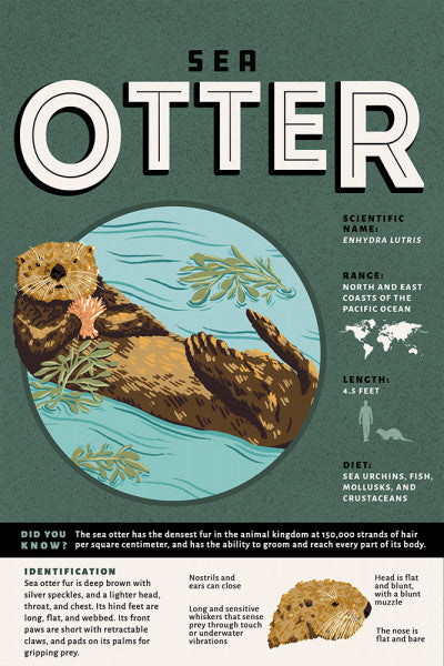 Sea Otter - Facts About - Lantern Press Postcard