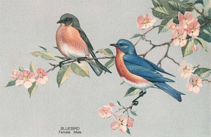 Bluebirds - Found Image postcard