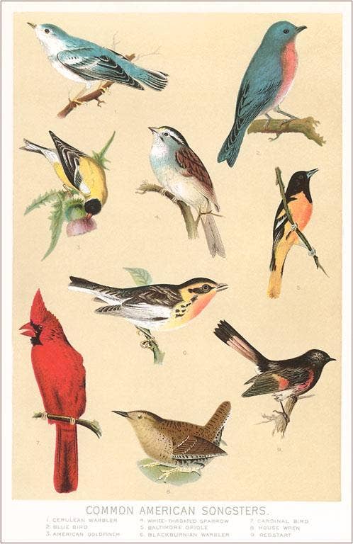 Common American Songbirds - Found Image postcard