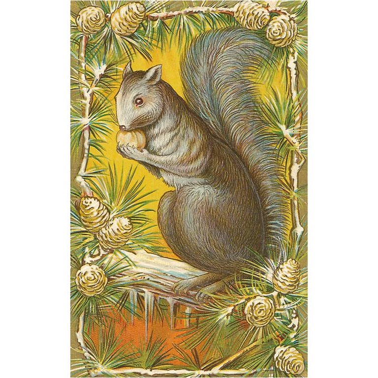 Squirrel in Pine Cones - Found Image postcard