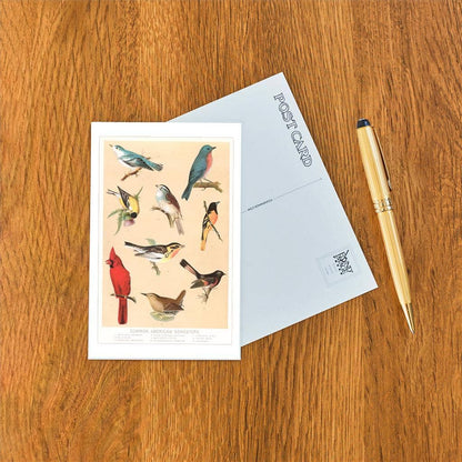 Common American Songbirds - Found Image postcard