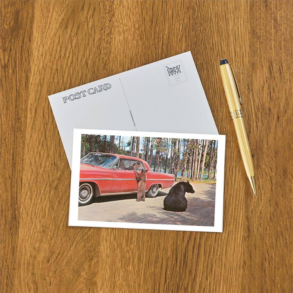 Bears Begging at Car - Found Image postcard