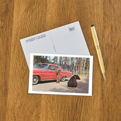 Bears Begging at Car - Found Image postcard