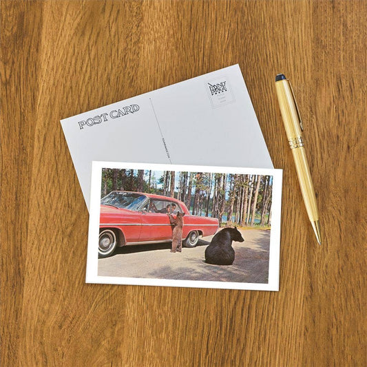 Bears Begging at Car - Found Image postcard
