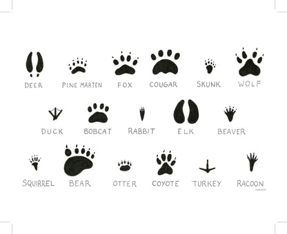 Animal PNW Prints Chart - Hiker Booty Postcard