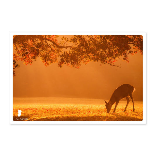 Nara Park,deer