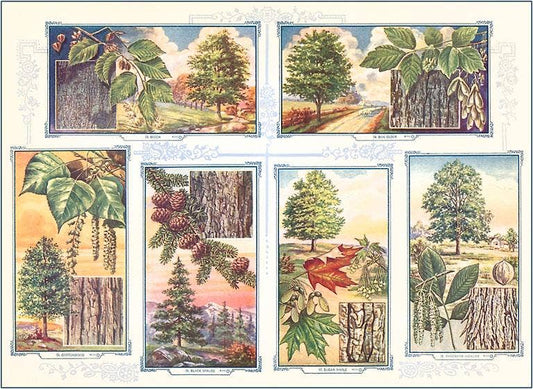 Tree Identification - Found Image postcard