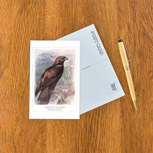 Golden Eagle with Nest - Found Image postcard