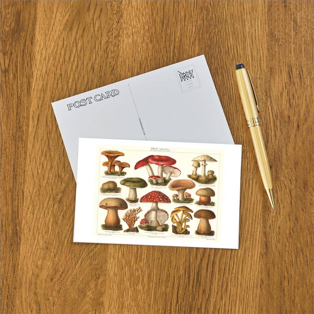 Varieties of Mushroom - Found Image postcard
