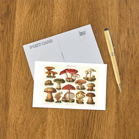Varieties of Mushroom - Found Image postcard