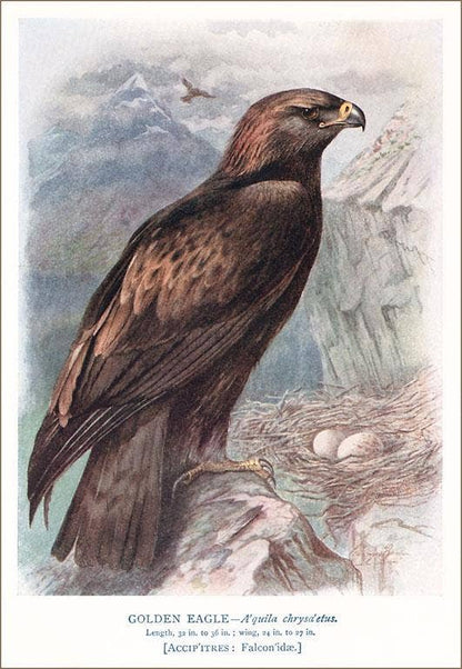 Golden Eagle with Nest - Found Image postcard