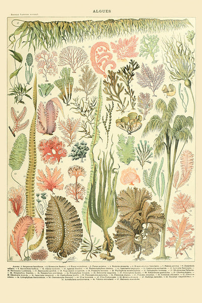 Algae - Vintage Bookplate - Adolphe Millot Artwork - Lantern Press Postcard