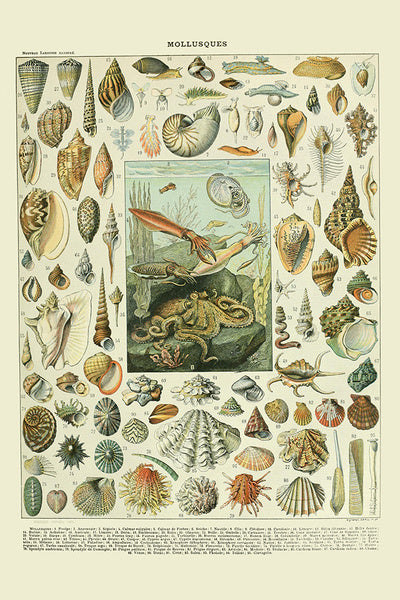 Assorted Shells - A - Vintage Bookplate - Adolphe Millot Artwork - Lantern Press Postcard