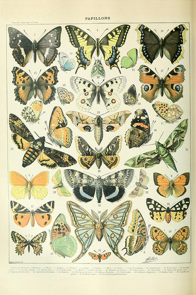 Butterflies - A - Vintage Bookplate - Adolphe Millot Artwork - Lantern Press Postcard