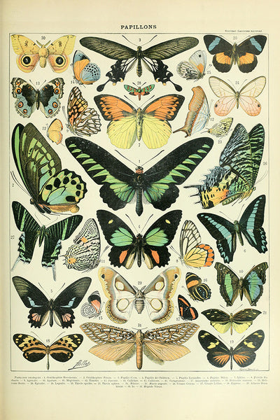 Butterflies - B - Vintage Bookplate - Adolphe Millot Artwork - Lantern Press Postcard