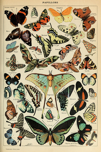 Butterflies - C - Vintage Bookplate - Adolphe Millot Artwork - Lantern Press Postcard