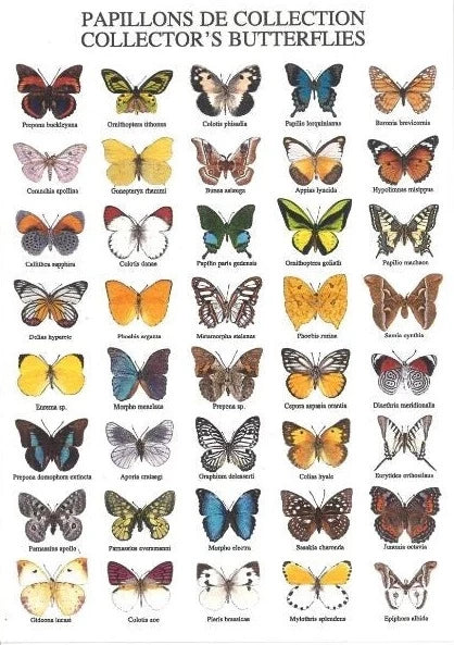 COLLECTOR'S BUTTERFLIES