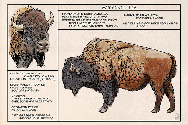 Wyoming - Plains Bison Technical - Lantern Press Postcard